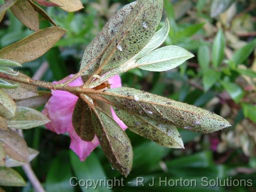 Azalea Lace Bug 